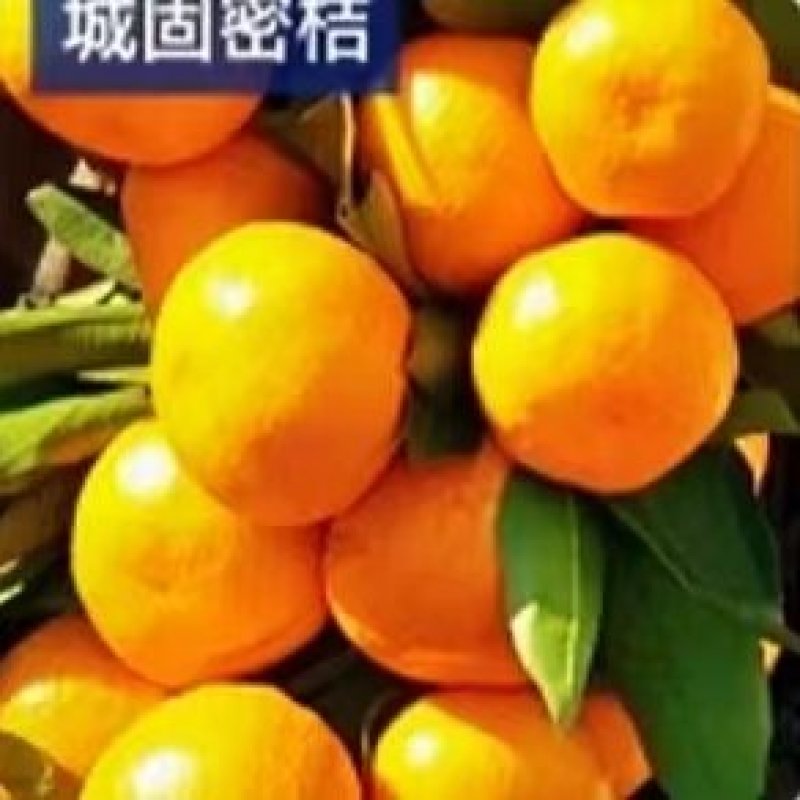 汉中柑桔特早小叶蜜橘日供二十万斤全国发货打蜡分级产地