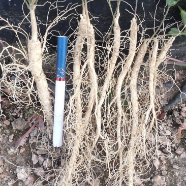 产地直销大叶白鲜皮一年高质量苗可视频看货量大从优