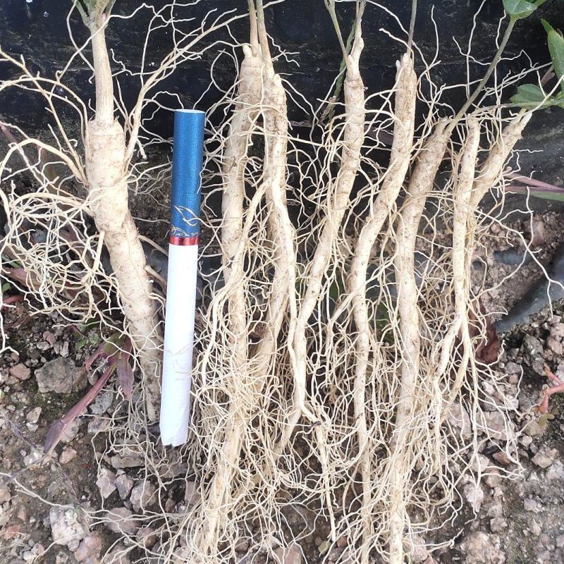 产地直销大叶白鲜皮一年高质量苗可视频看货量大从优