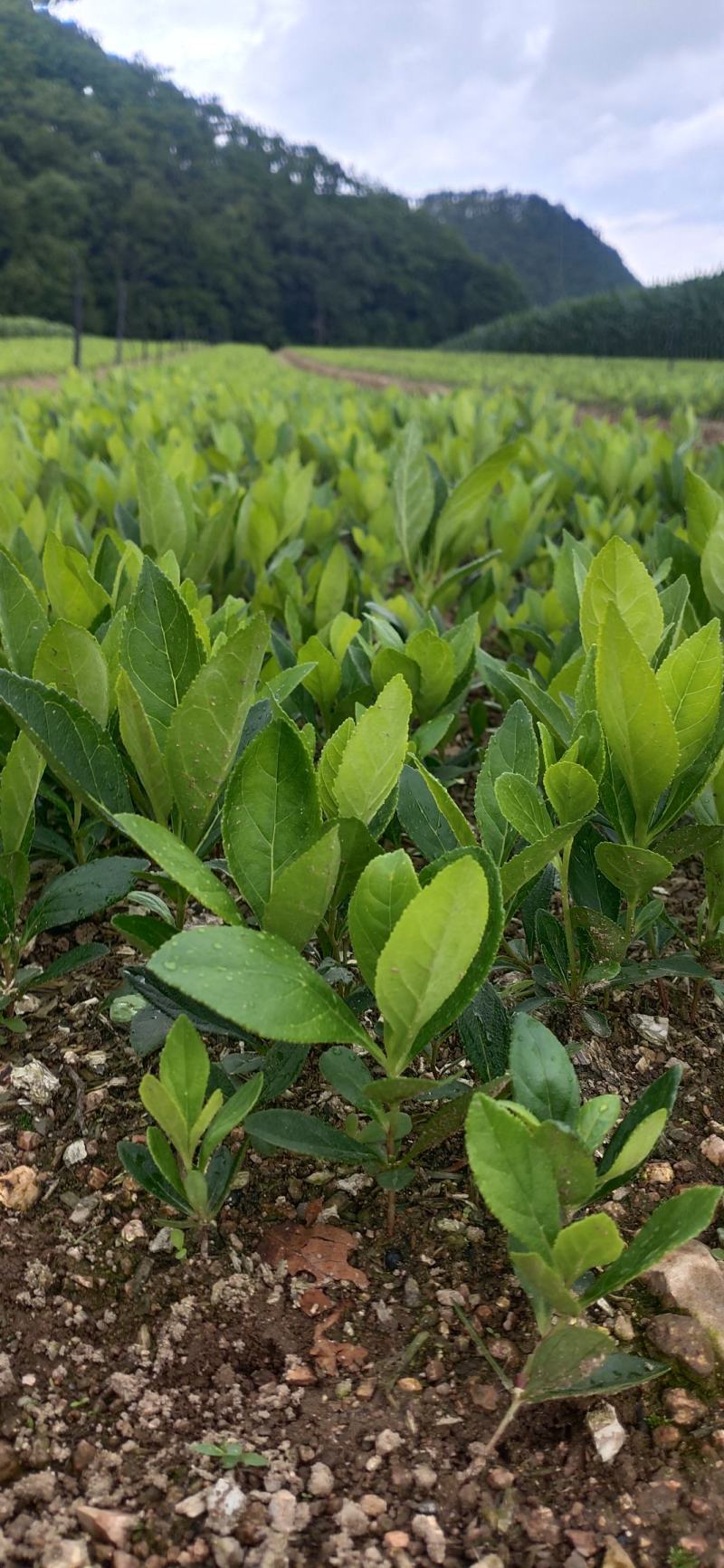 产地直销大叶白鲜皮一年高质量苗可视频看货量大从优