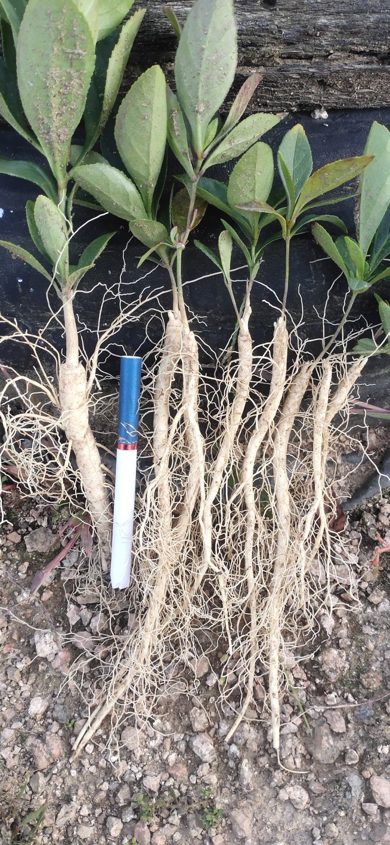 产地直销大叶白鲜皮一年高质量苗可视频看货量大从优