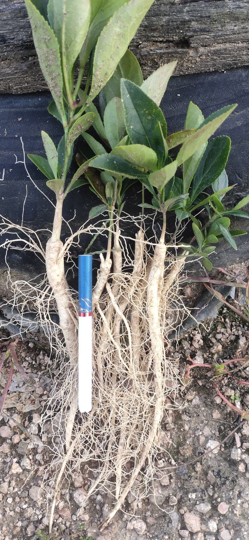 产地直销大叶白鲜皮一年高质量苗可视频看货量大从优