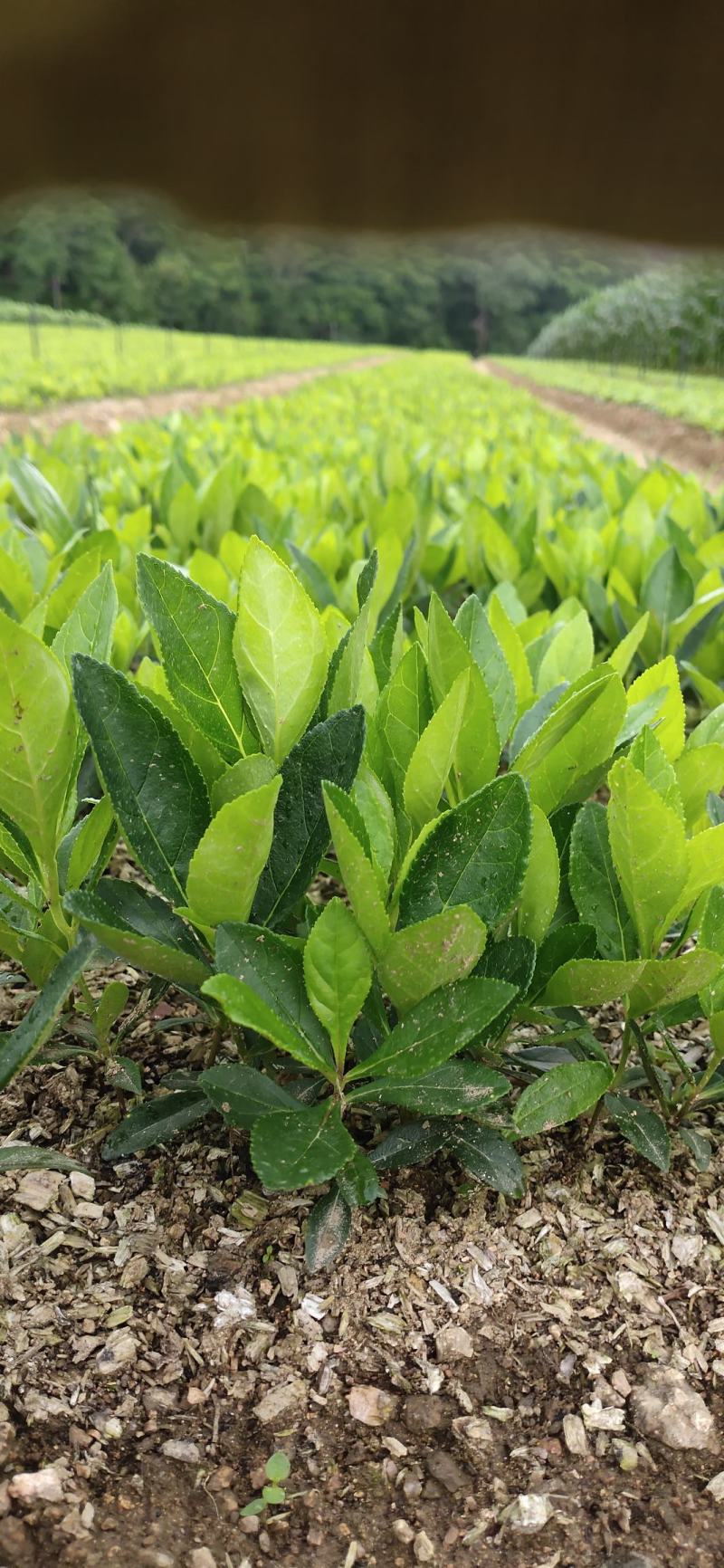 产地直销大叶白鲜皮一年高质量苗可视频看货量大从优