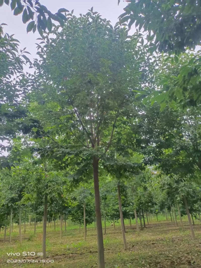 高杆精品二乔玉兰树南阳锦绣苗木基地直供欢迎全国客户订购