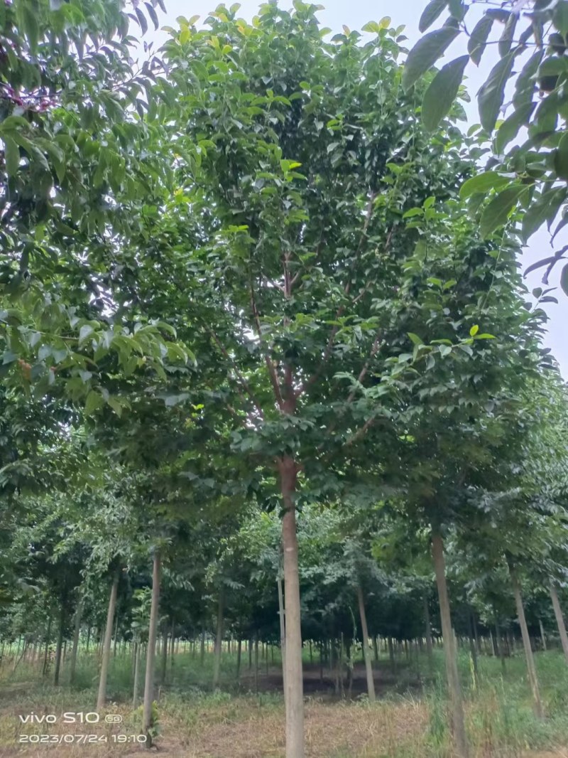 高杆精品二乔玉兰树南阳锦绣苗木基地直供欢迎全国客户订购
