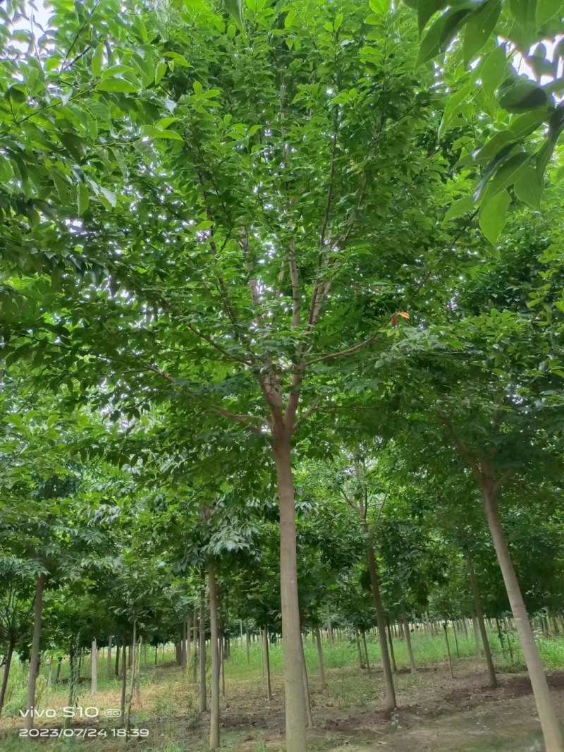 高杆精品二乔玉兰树南阳锦绣苗木基地直供欢迎全国客户订购