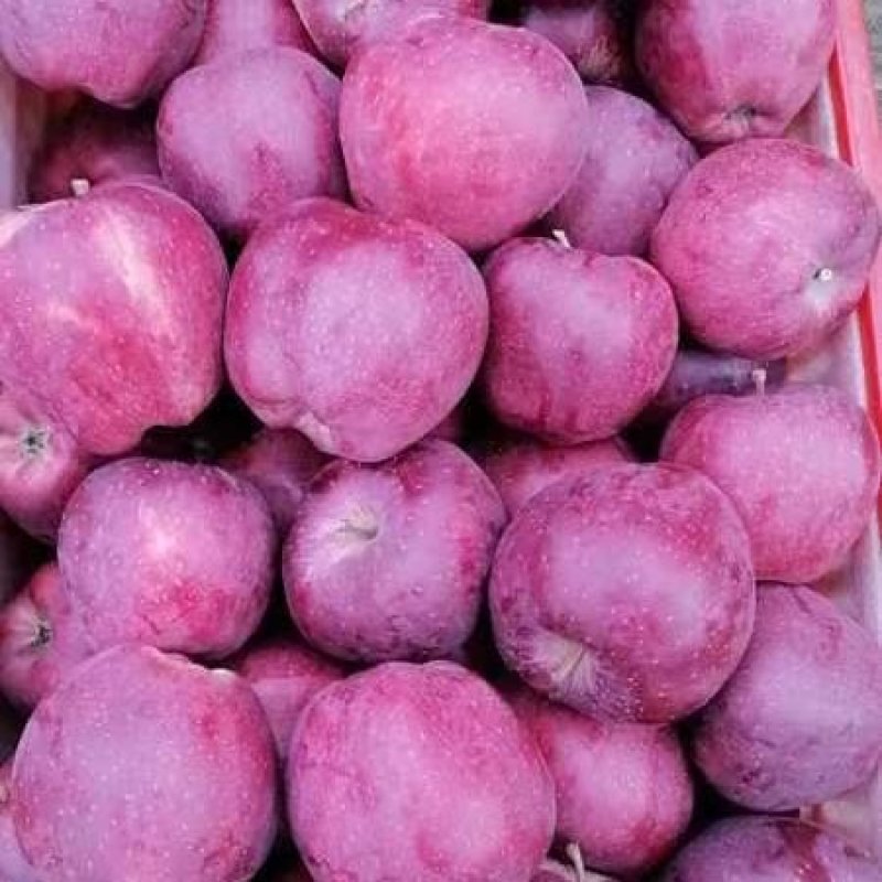 精品花牛。货源充足