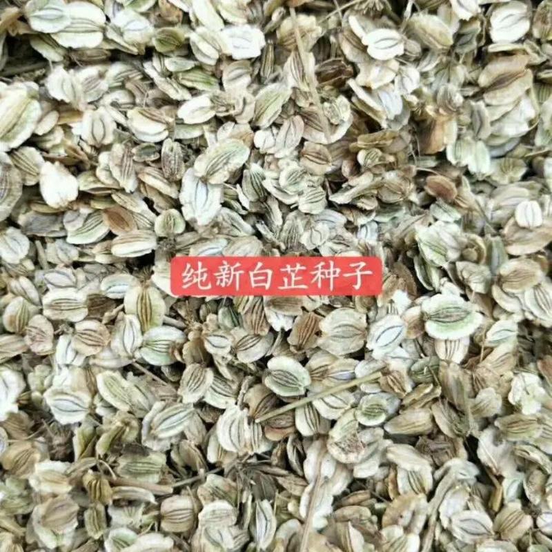 安徽白芷种子白芷籽基地直发品质保证一手货源欢迎