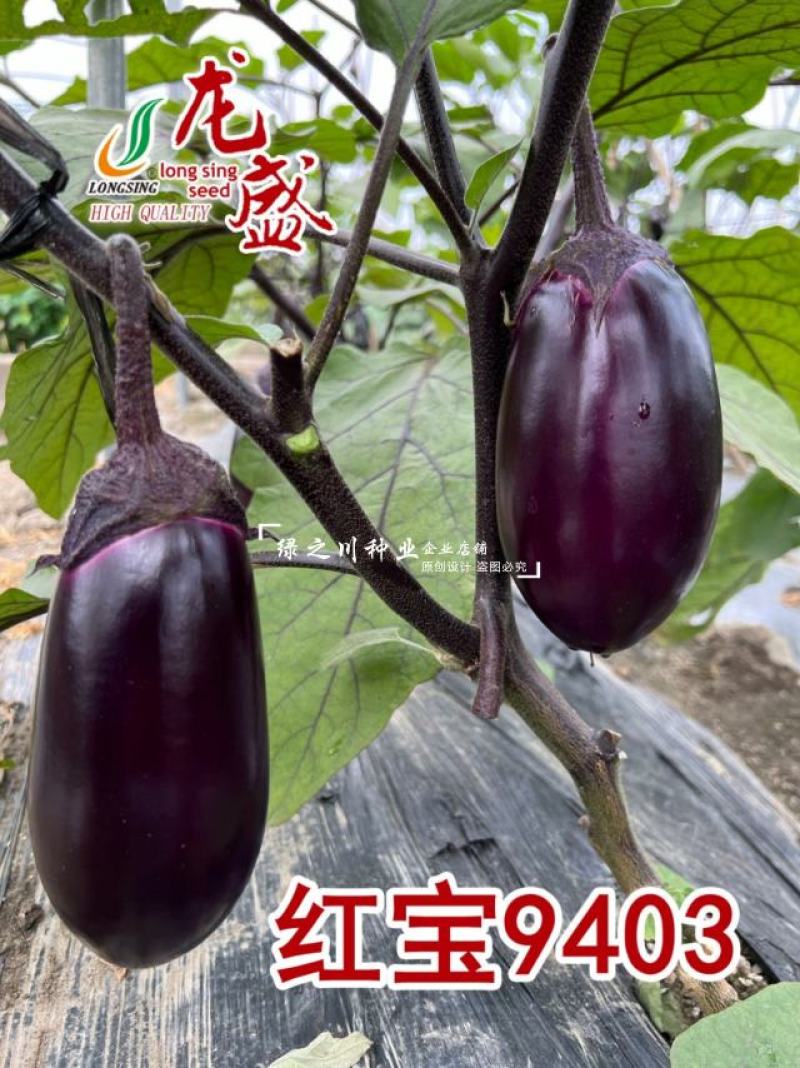 红宝9403紫红绿肉灯泡茄种子早熟紫红茄种籽春秋两季基地