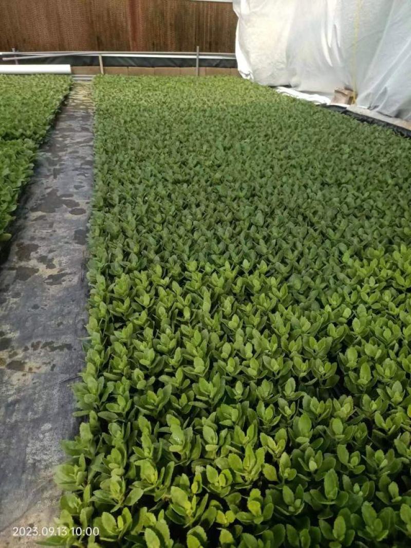 长寿花穴盘苗，质量很好，根系发达，大量现货上市中，欢迎咨
