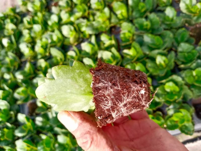 长寿花穴盘苗，质量很好，根系发达，大量现货上市中，欢迎咨
