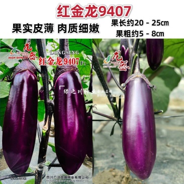 红金龙9407茄子种籽紫红色粗棒型茄子种子早熟果实皮薄