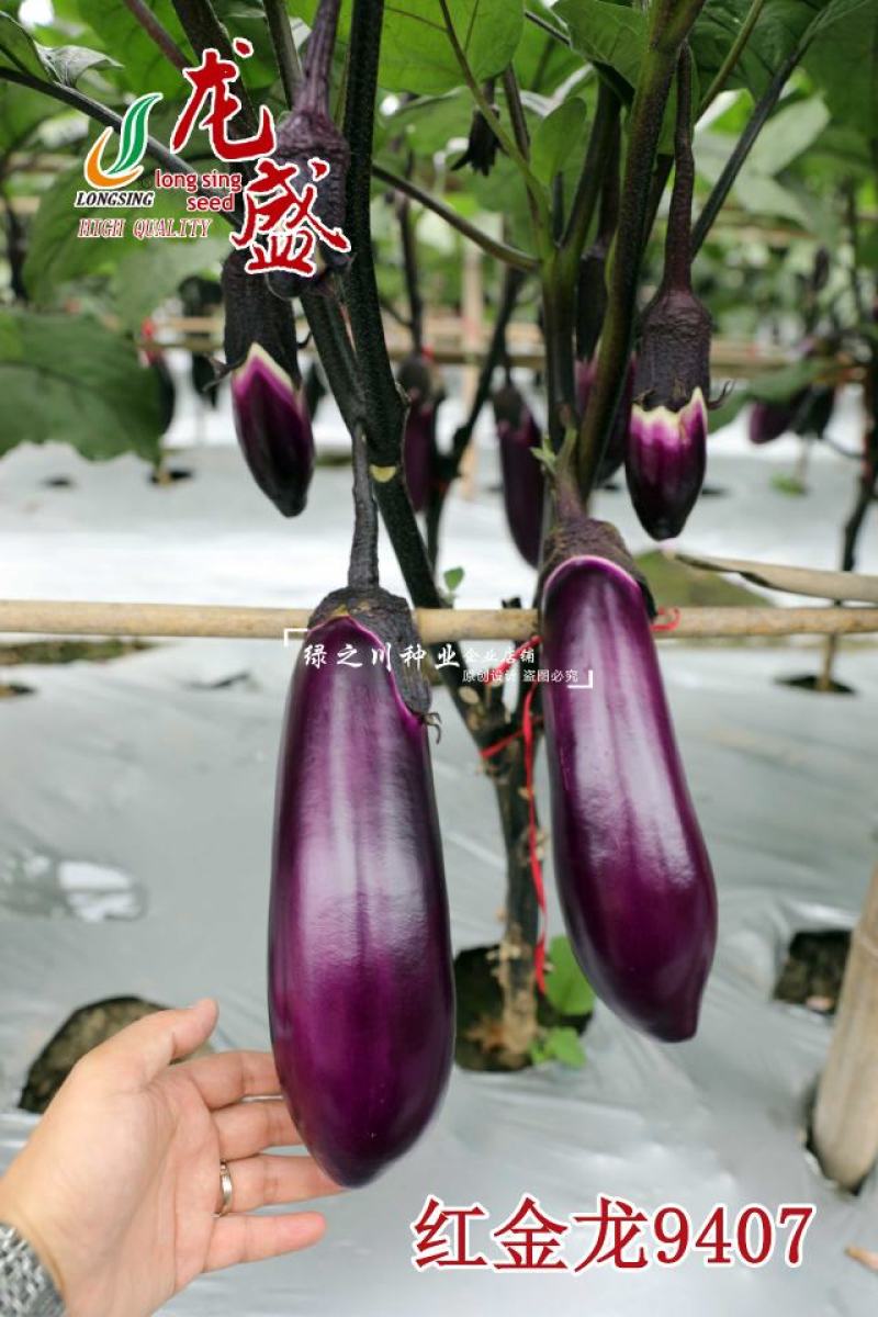 红金龙9407茄子种籽紫红色粗棒型茄子种子早熟果实皮薄