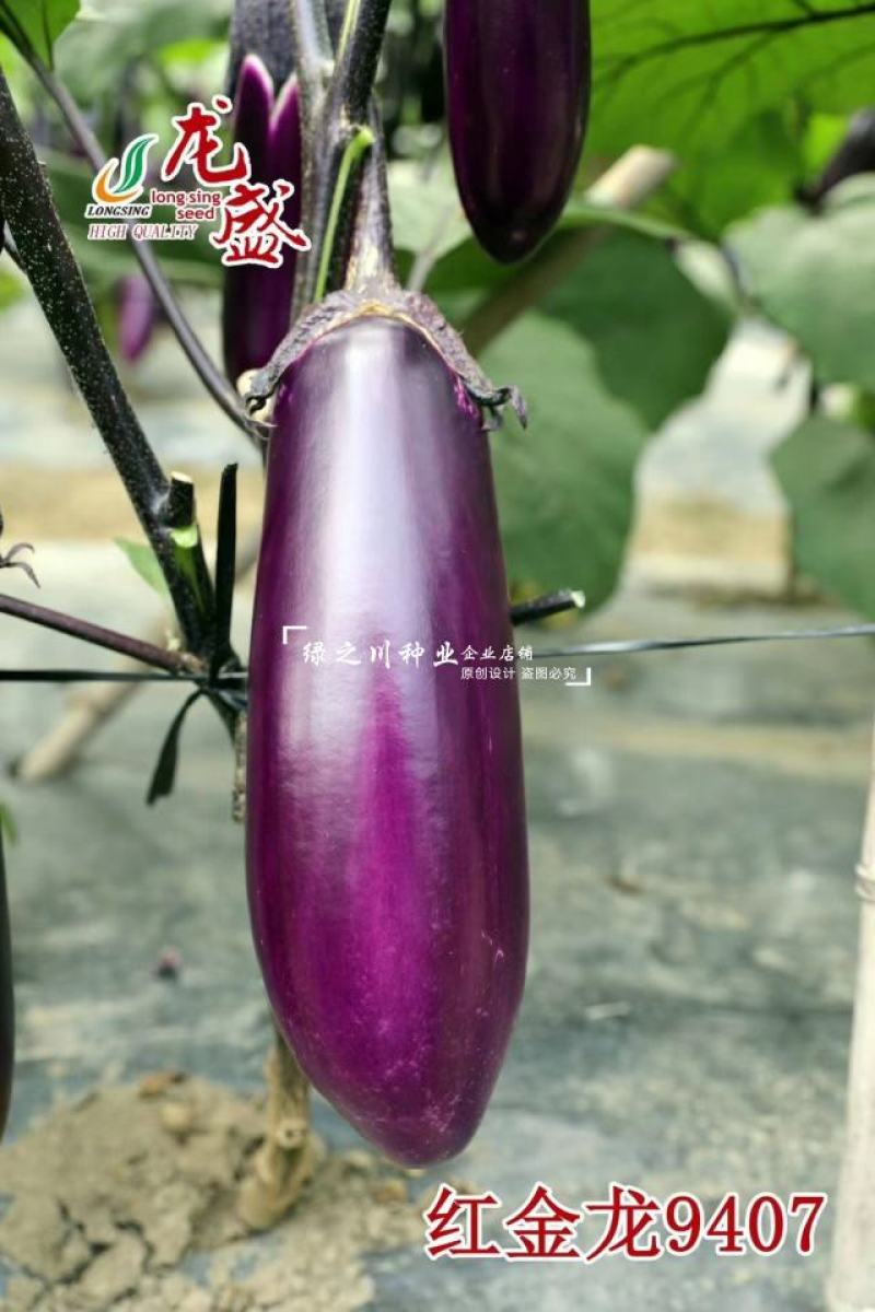 红金龙9407茄子种籽紫红色粗棒型茄子种子早熟果实皮薄