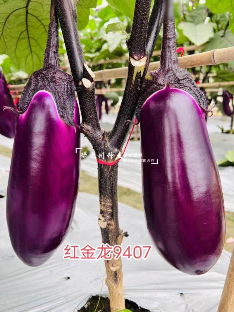 红金龙9407茄子种籽紫红色粗棒型茄子种子早熟果实皮薄