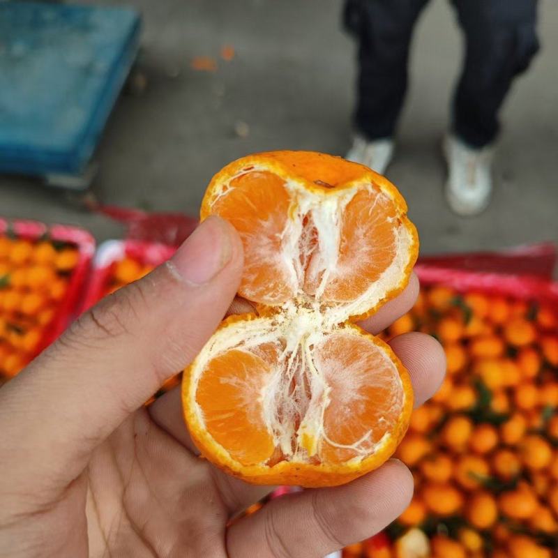 桂林棉桔臭皮柑高山种植入口化渣甜度高，个头均匀，产地直发