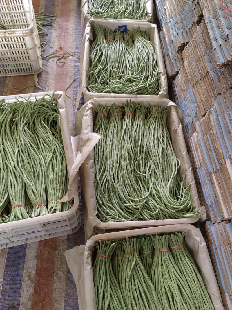 精品豆角，欢迎全国各地新老朋友前来选购。