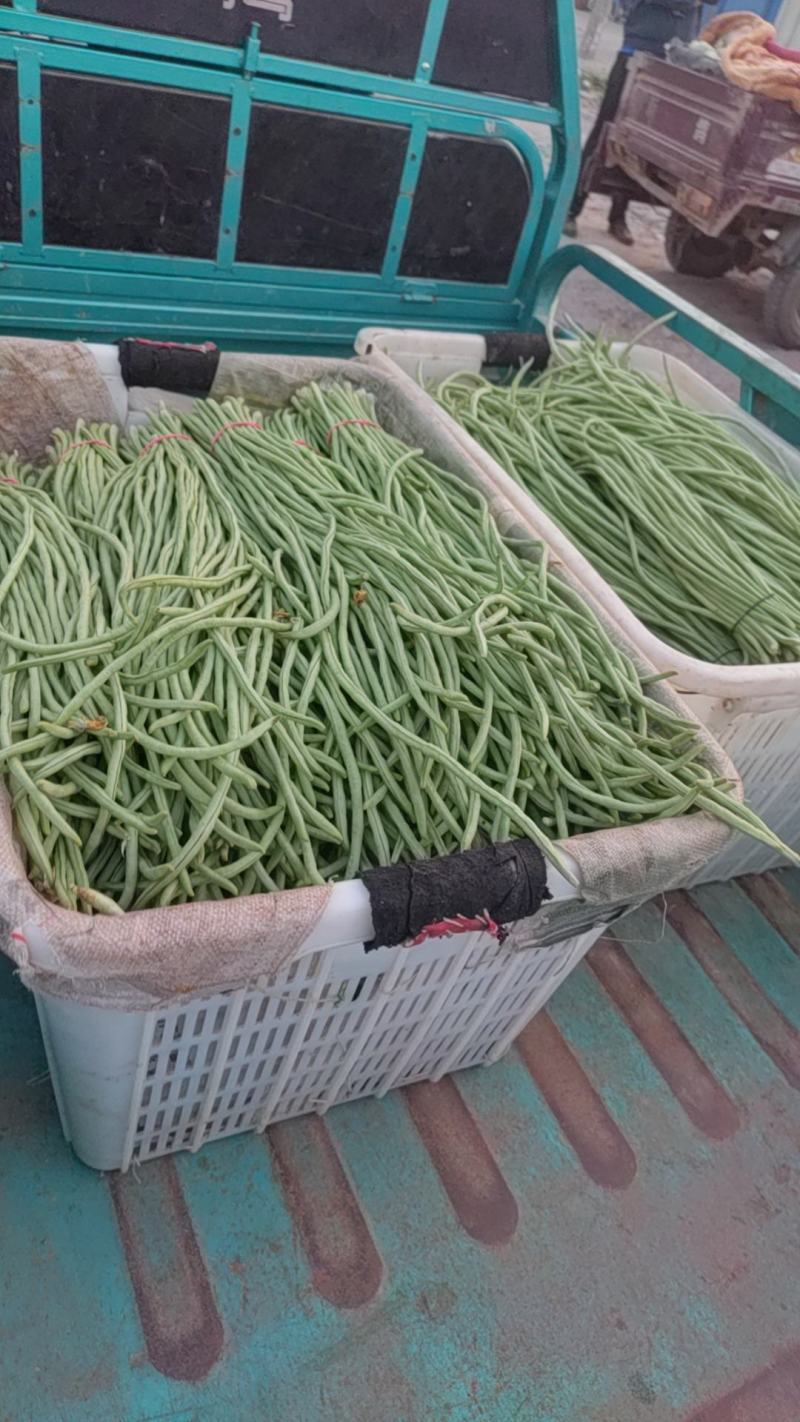 精品豆角，欢迎全国各地新老朋友前来选购。