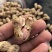 河源原味炒花生新货现沙炒花生