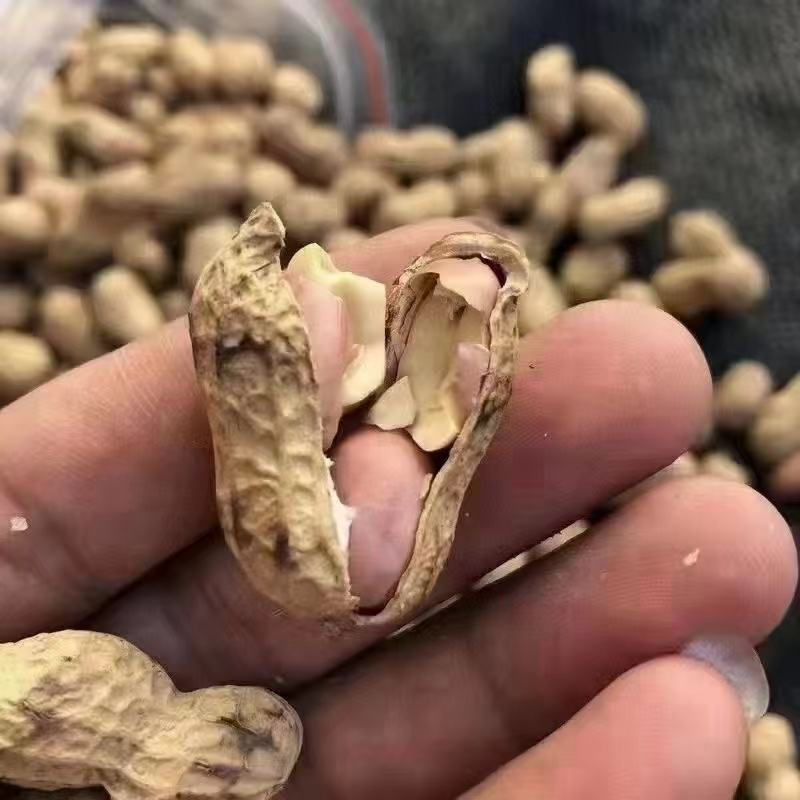 河源原味炒花生新货现沙炒花生