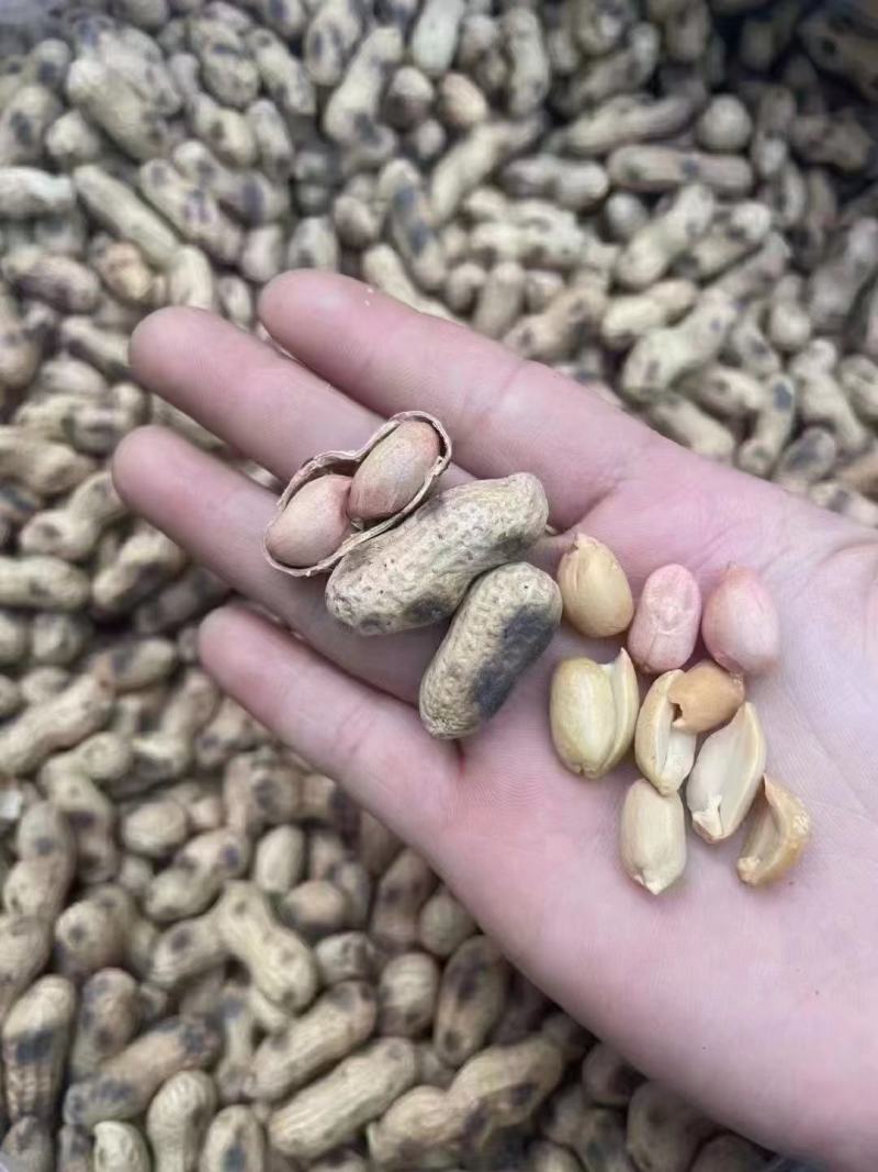 河源原味炒花生新货现沙炒花生