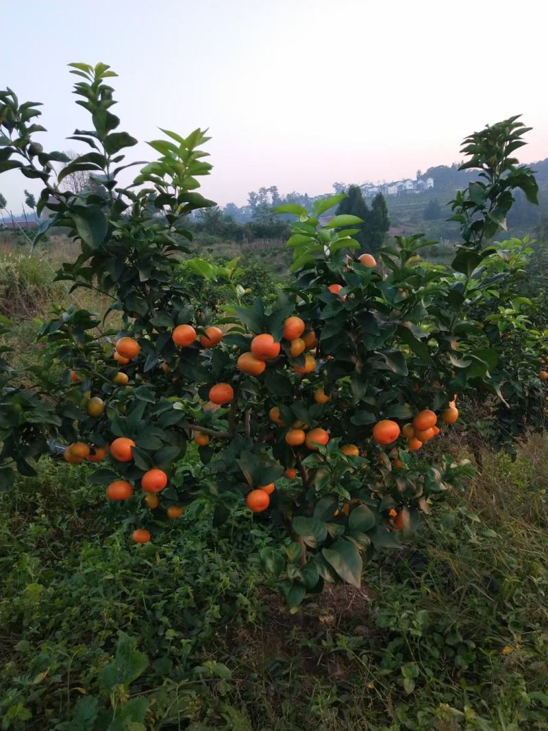 广西桂林全州县金秋砂糖橘有场地有工人有车间能打蜡头刀果全红