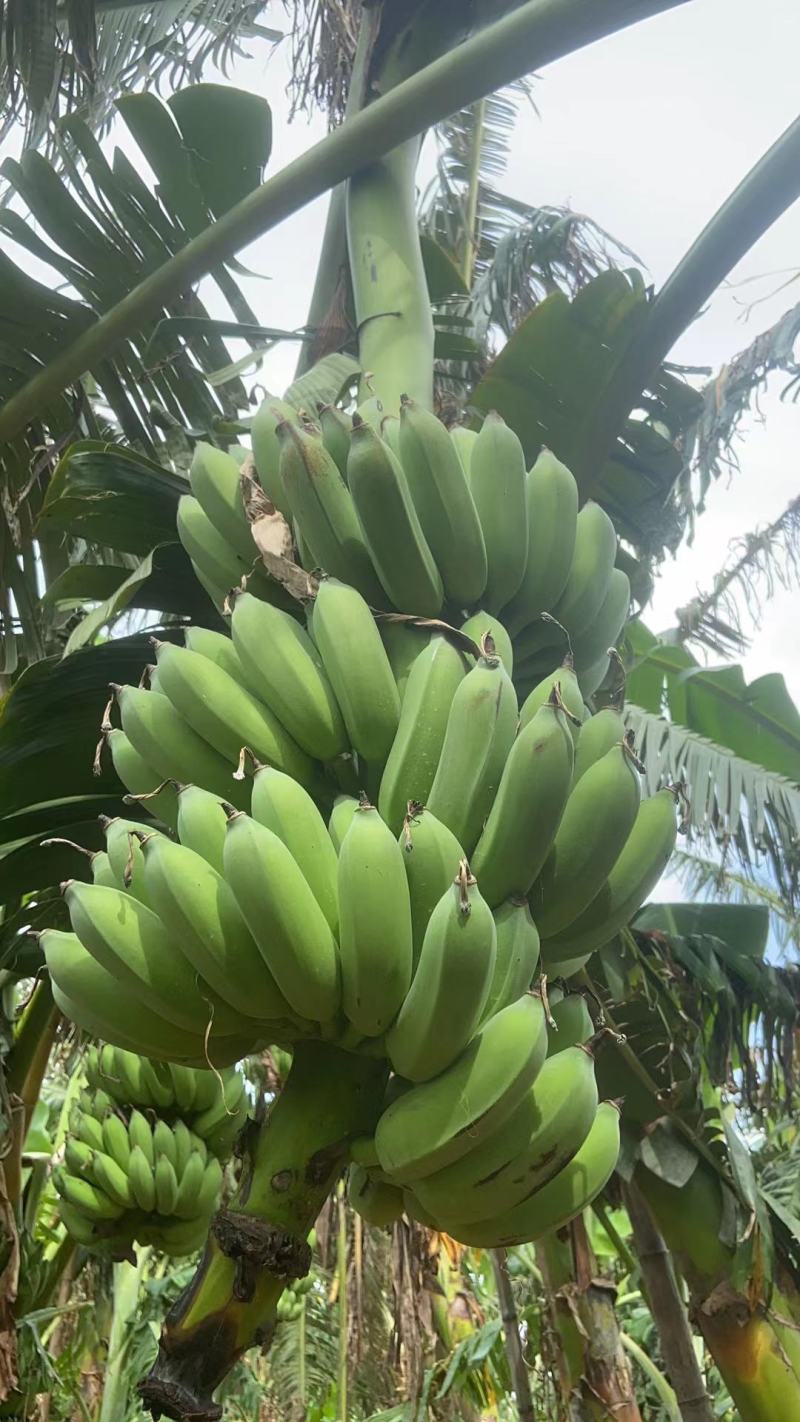 广东湛江硇洲岛粉蕉精品