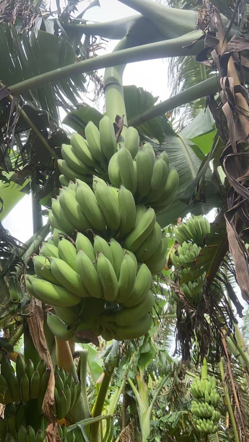广东湛江硇洲岛粉蕉精品