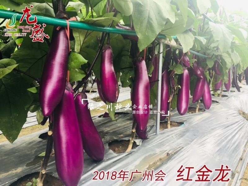 红金龙茄子种子四川红茄子种籽早熟皮薄籽少紫红色粗棒型茄子