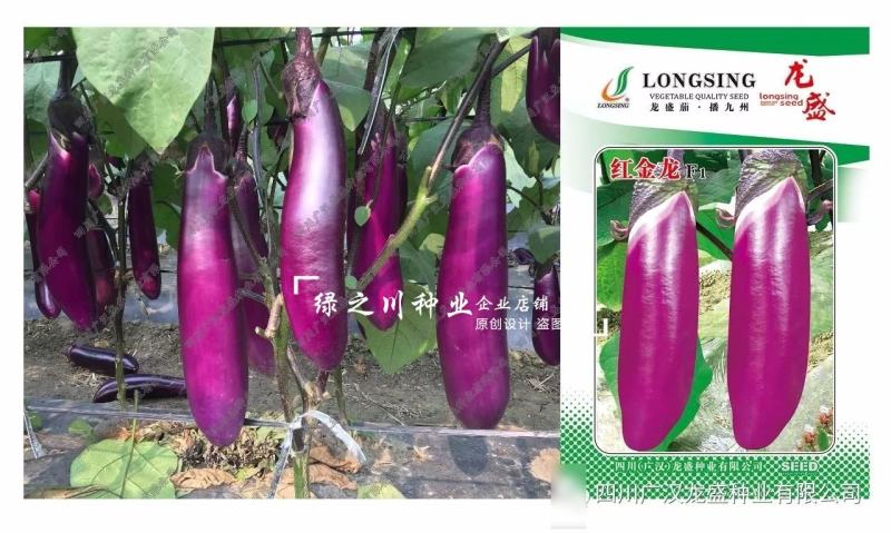 红金龙茄子种子四川红茄子种籽早熟皮薄籽少紫红色粗棒型茄子