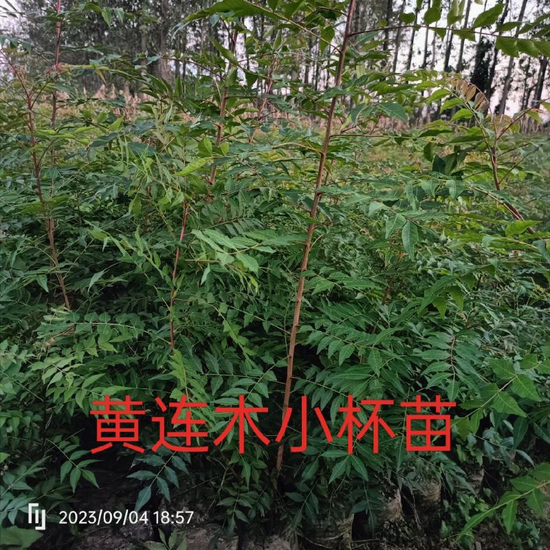 黄连木小杯苗（实际10*10）