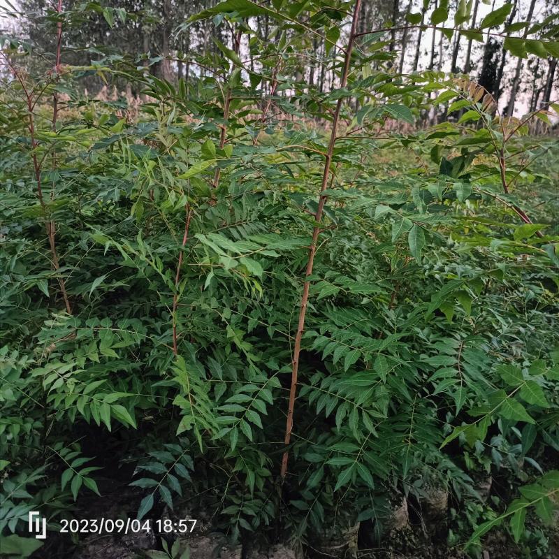 黄连木小杯苗（实际10*10）