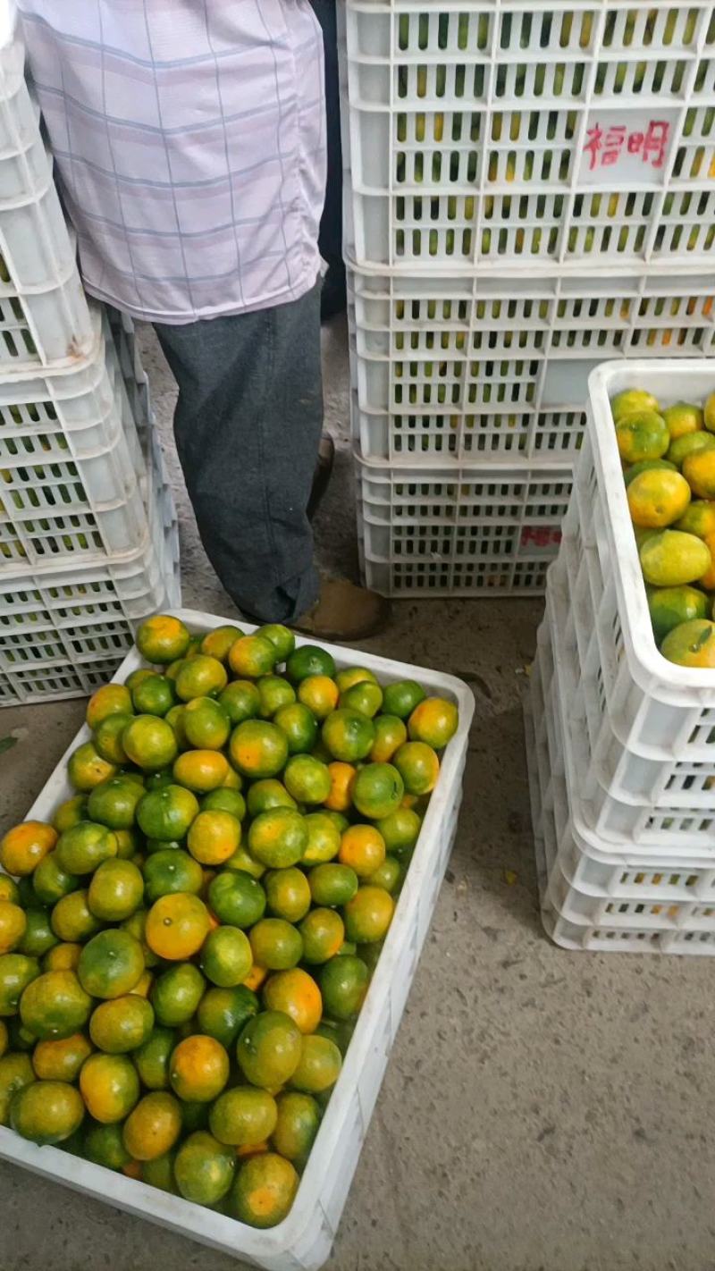 东江湖蜜橘大量上市皮薄多汁甘甜化渣蜜桔质量稳定可长期供应