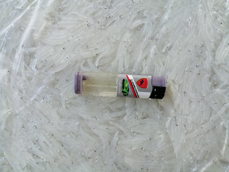 冻银鱼，银鱼冻板，冷冻银鱼，
