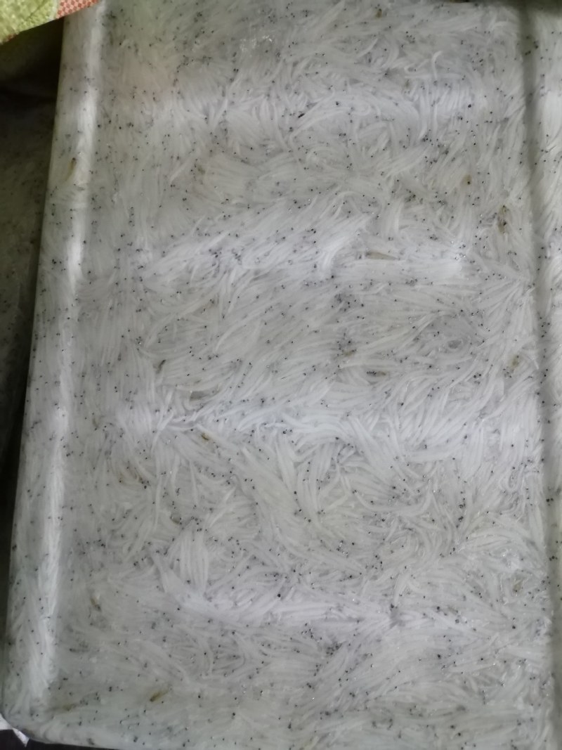 冻银鱼，银鱼冻板，冷冻银鱼，