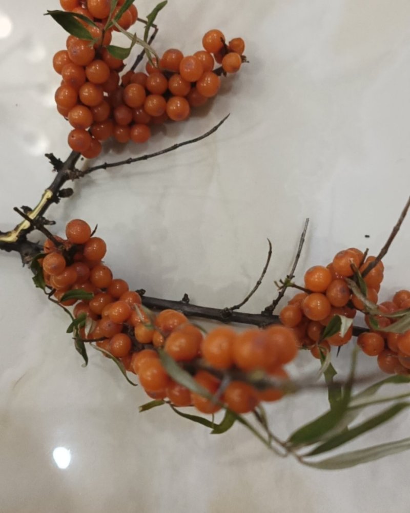 沙棘果