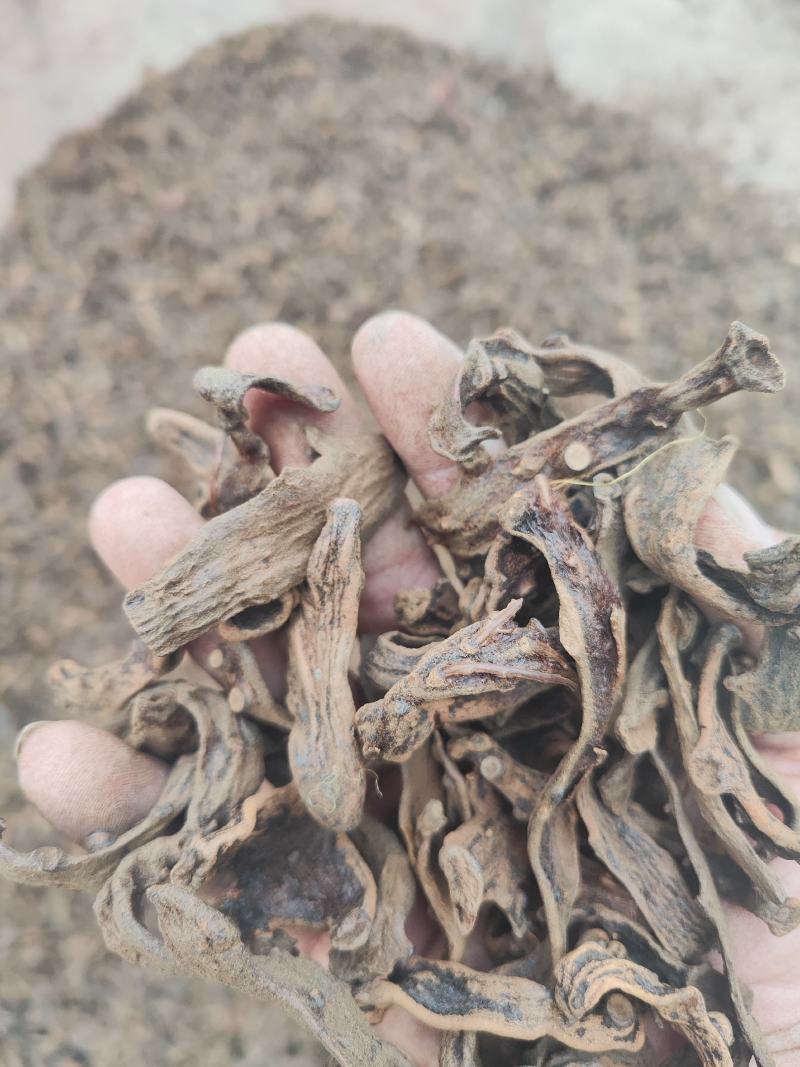 供应烤干货骨碎补