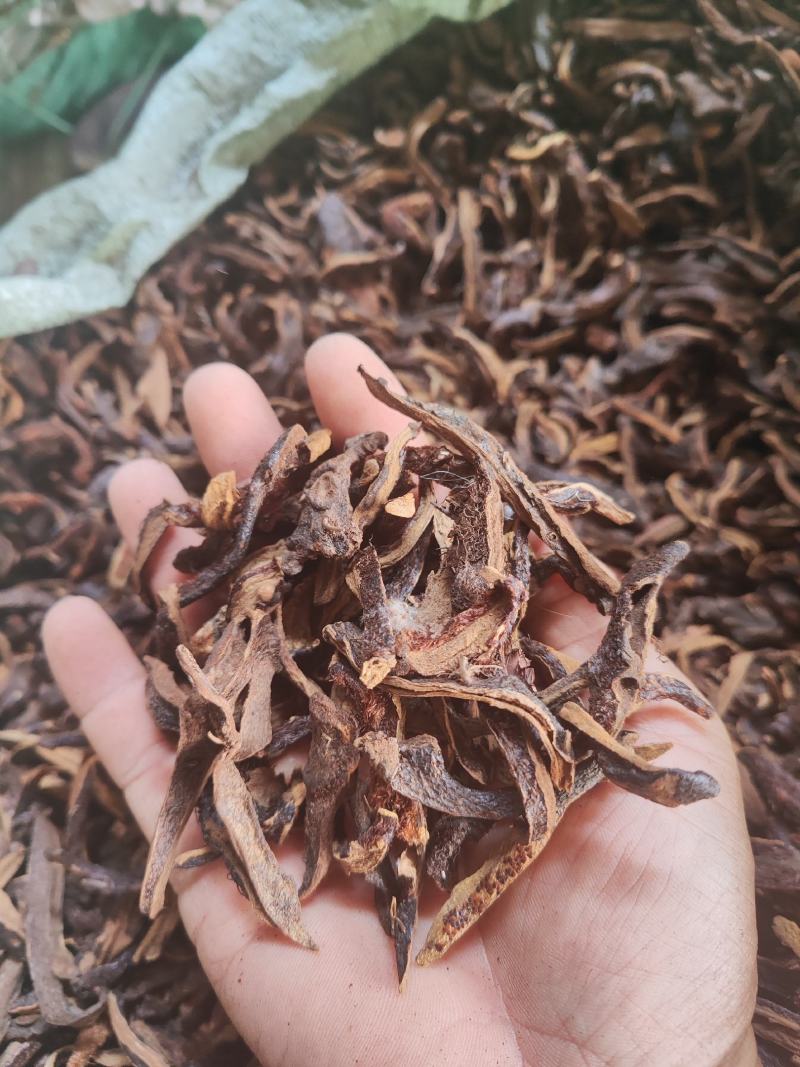 供应烤干货骨碎补