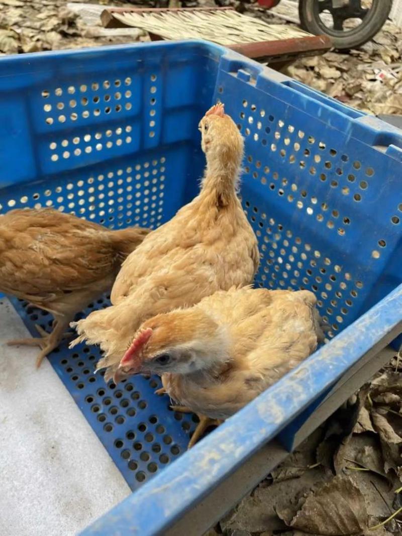 纯种脱温三黄鸡一斤鸡苗正宗农家散养下蛋鸡幼苗土鸡苗包活包
