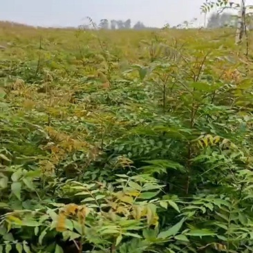 河南省周口市太康县万亩广友园林专业种植合作