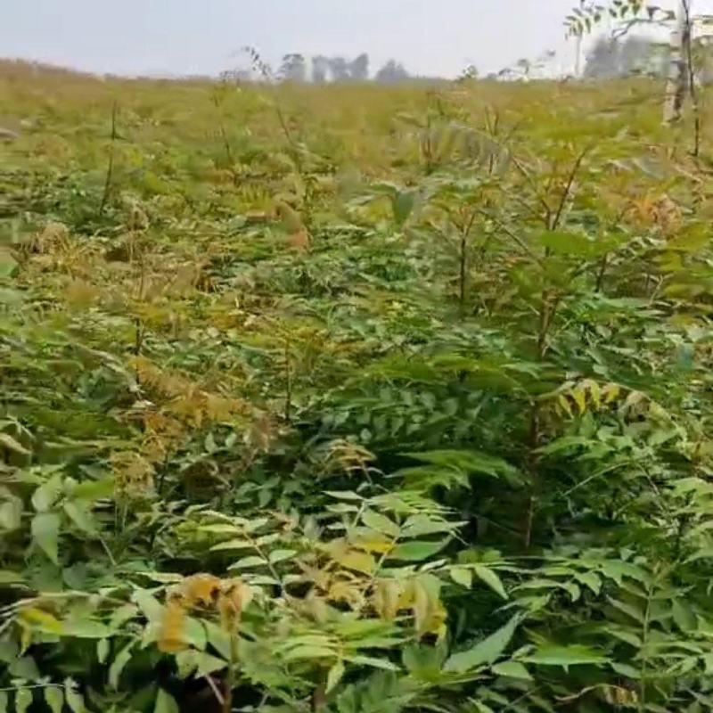 河南省周口市太康县万亩广友园林专业种植合作