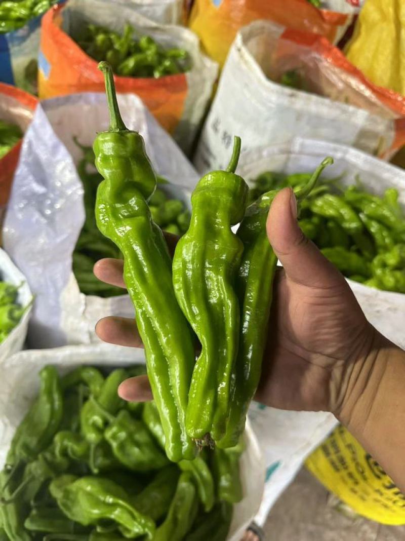 301辣椒，线椒，苏椒，湘新，新优