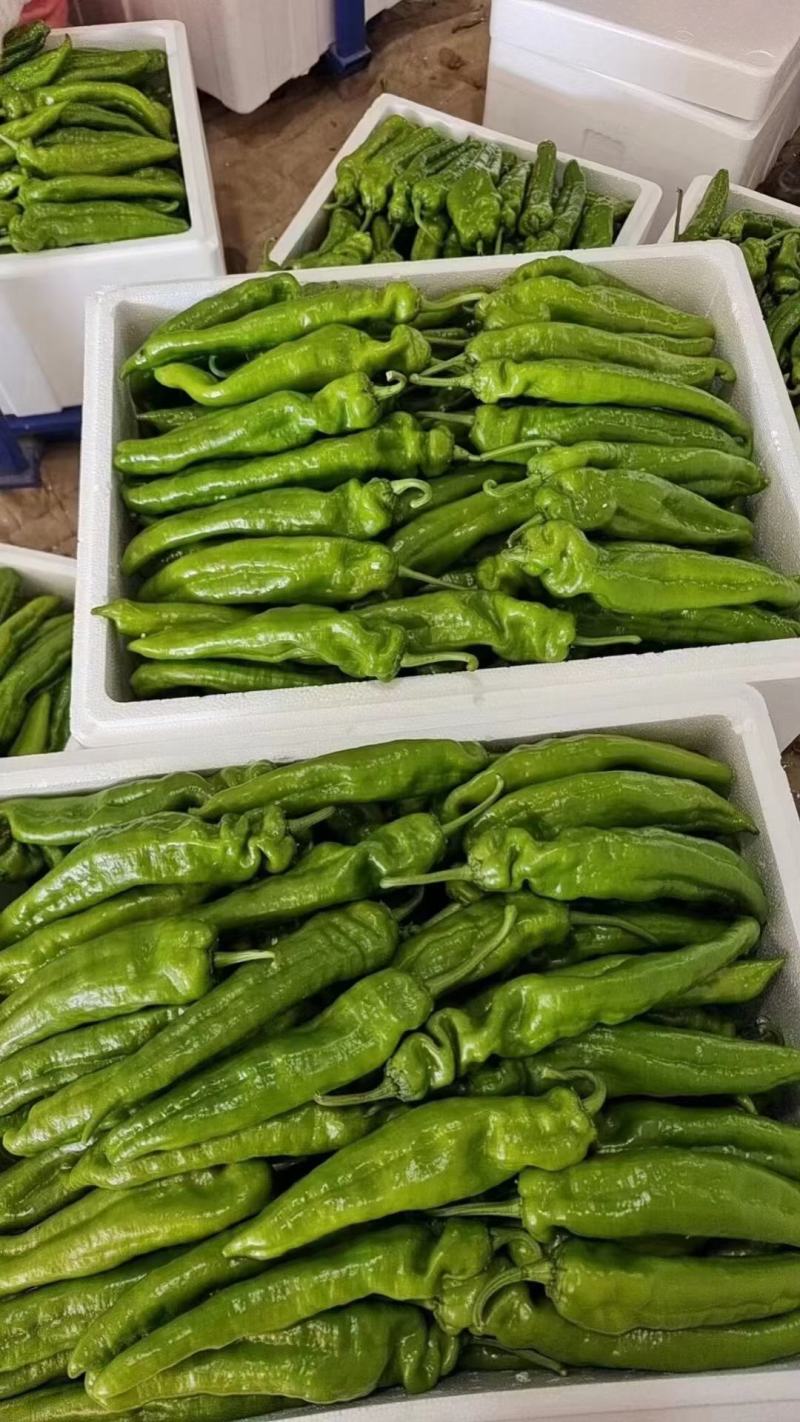 301辣椒，线椒，苏椒，湘新，新优