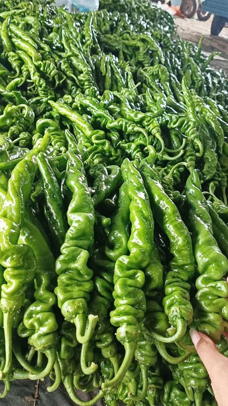 301辣椒，线椒，苏椒，湘新，新优