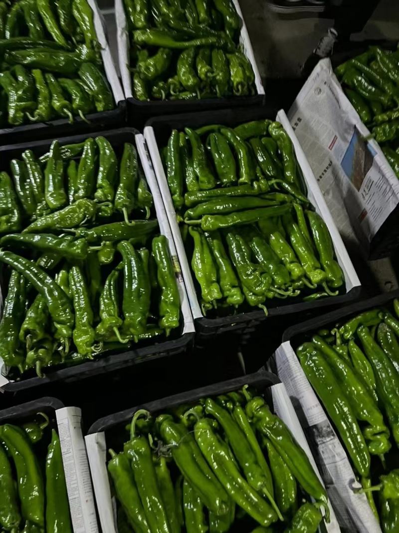 301辣椒，线椒，苏椒，湘新，新优