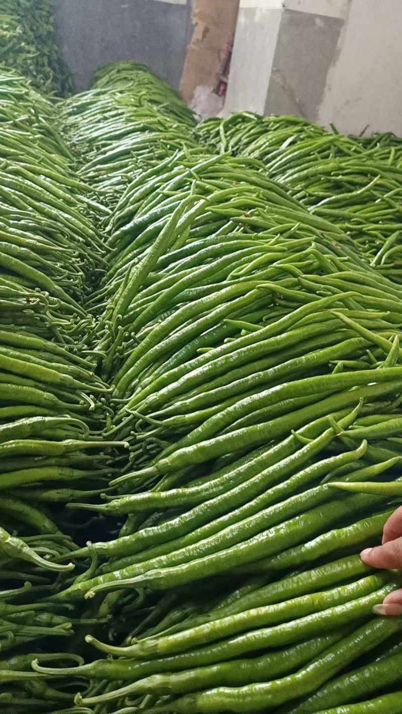301辣椒，线椒，苏椒，湘新，新优