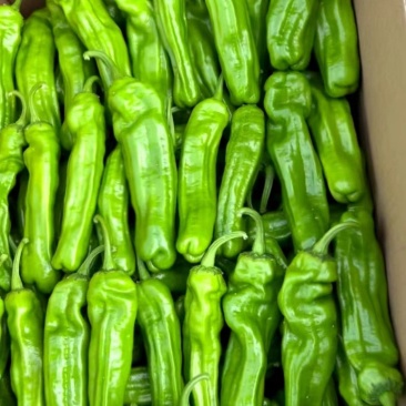 301辣椒，线椒，苏椒，湘新，新优