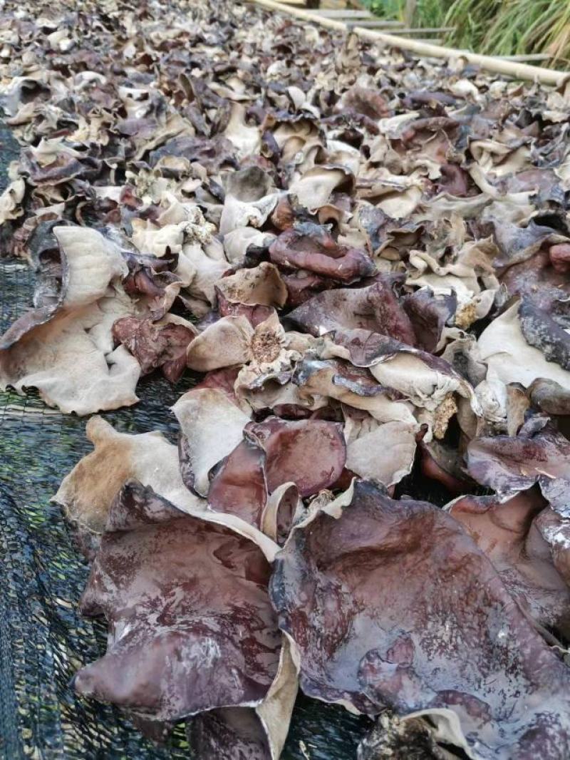 头茬白背毛木耳肉厚片大去基剪头朵形完整对接电商批发脆木耳