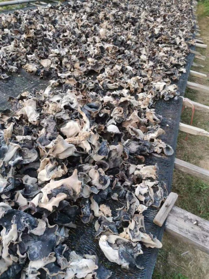 头茬白背毛木耳肉厚片大去基剪头朵形完整对接电商批发脆木耳