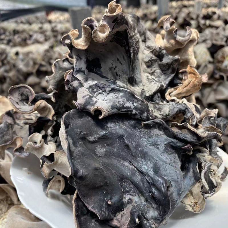 头茬白背毛木耳肉厚片大去基剪头朵形完整对接电商批发脆木耳